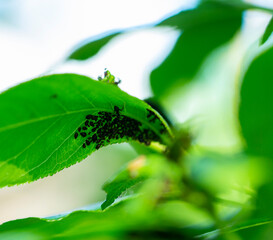 the plant is affected by aphids. ants monitor the work of aphids