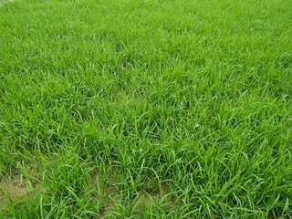 Seedling paddy Young rice sprout in cultivated area. Nepal