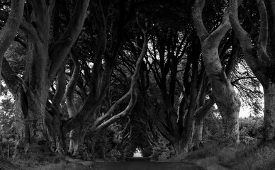 Dark Hedges, Causeway Coast, Northern Ireland at dawn