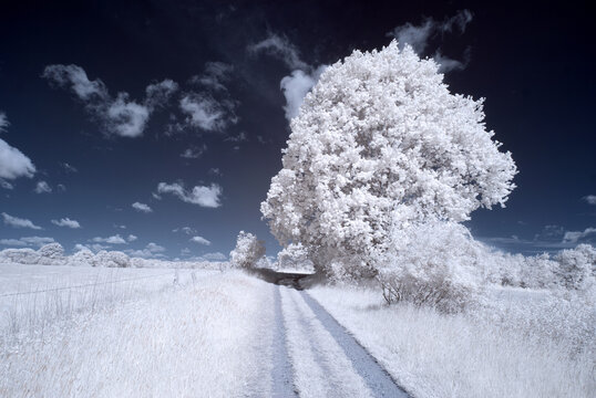 Infrared photographie