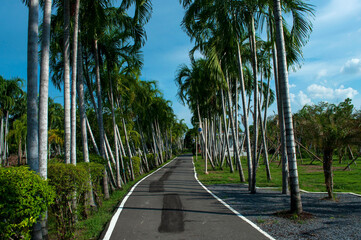 Obraz premium palm trees in the park