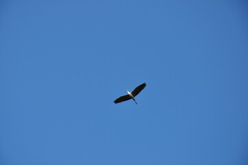 bird in flight