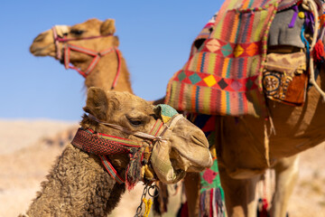 Camels in the desert of Jordan, Petra - Wadi Musa