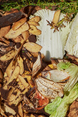 View into a bio container  with various organic wastes such as potato and salad for recycling.