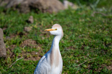 Western Cattle Egret (Bubulcus ibis) bird habitat.