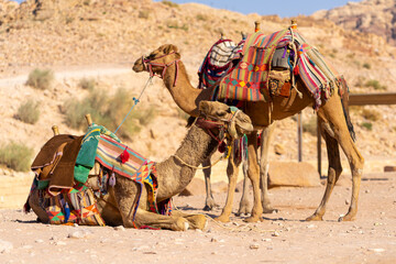 Camels in the desert of Jordan, Petra - Wadi Musa