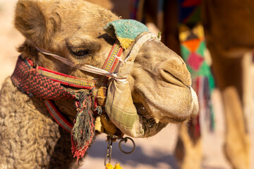 Camels in the desert of Jordan, Petra - Wadi Musa