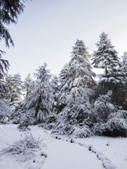 Fototapeta premium Snow covered pines