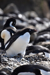 Naklejka premium Adelie penguin at Brown Bluff, Antarctica