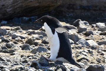 Obraz premium Adelie penguin at Brown Bluff, Antarctica