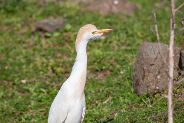 Western Cattle Egret (Bubulcus ibis) bird habitat.