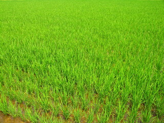 生育順調な初夏の青田風景