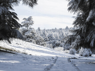 Snow covered landscape with a little path between cedars