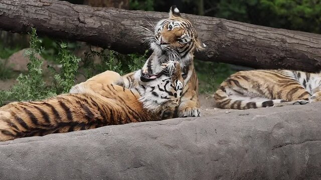 Zwei gro&szlig;e Tiger spielen im Tierpark