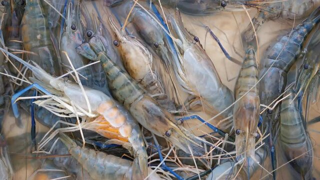 Shrimp footage for sale at the market selling seafood ingredients.