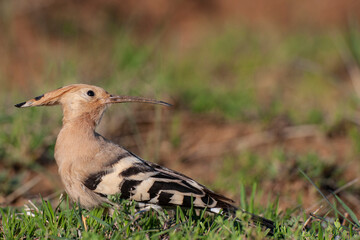 Eurasian Hoopoe (Upupa epops) bird habitat.