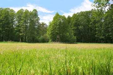 A blooming bog meadow in nature reserve briese swamp (Briesetal)  in federal state Brandenburg - Germany 