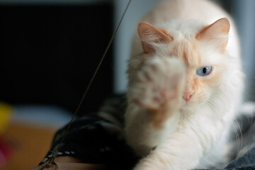 Nice white cat at home