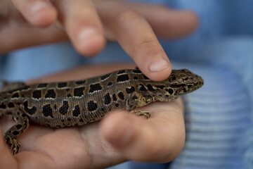 the girl holds the brown lizard in her hand
