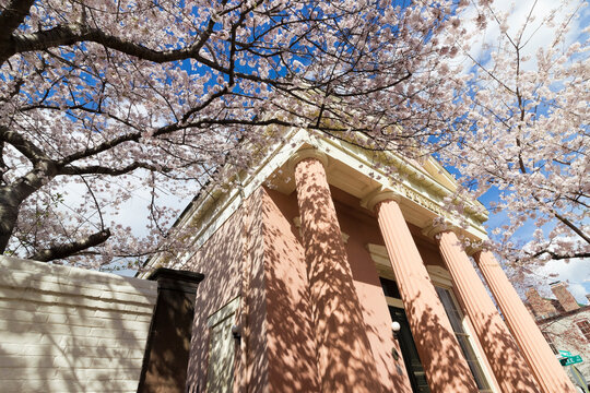 Cherry blossoms in peak bloom around the Greek Revival front portico of the Athenaeum on Prince Street, Old Town Alexandria, Virginia