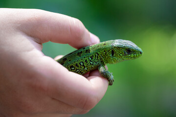 green lizard in the child's hand close-up