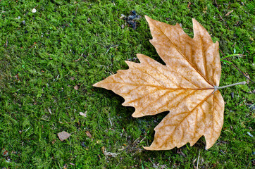 Glowing brown maple leaf on green grass