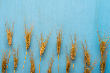 Fototapeta premium Wheat ears on blue wooden background with copy space.