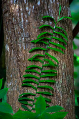 An abstract nature shot of a plant with rich green leaves climbing the brown trunk of the tree. This portrait shot was taken inside a lush green forest and this plant literally stood out of the rest