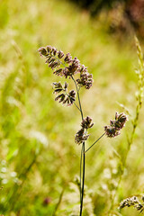 gros plan herbe en graines dans une prairie sauvage au printemps au soleil  