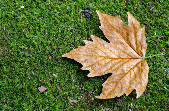 Glowing brown maple leaf on green grass - Powered by Adobe