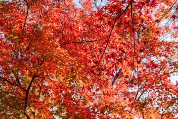 The res leaves of autumn, Kyoto, Japan