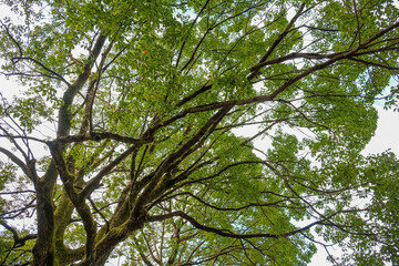 The branches of the tall big tree with green leaves in the peaceful temple. 
