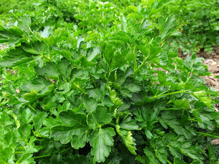 Parsley or petroselinum crispum growing in the ground. Green apium graveolens leaves.