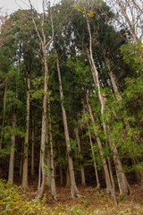 Fototapeta premium The high standing trees in the forest. 