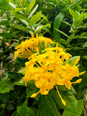 Hibiscus flower is Singapore's natural  flower where it's locally known as the Bunga Raya. A beautiful hibiscus flower with green