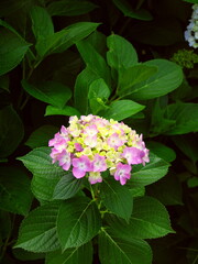 咲き始めた一輪のピンクの紫陽花