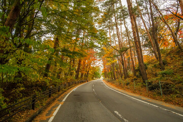 Fototapeta premium An empty road around Kawaguchiko lake near Fuji, Japan, with changing colour leaves along both sides of it.