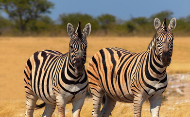 Wild african animals.  African Mountain Zebras standing  in grassland. Etosha National Park.