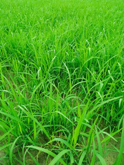 Seedling paddy Young rice sprout in cultivated area. Nepal