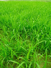 Seedling paddy Young rice sprout in cultivated area. Nepal