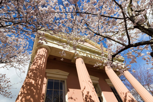 Greek Revival front portico of the historic Athenaeum on Prince Street in Old Town Alexandria, Virginia surrounded by cherry blossoms in peak bloom