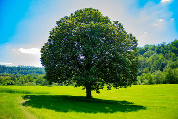 Fototapeta na wymiar Beautiful shaped chestnut tree in full bloom on a meadow with forest hills in background