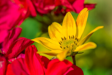 yellow and red flower in garden