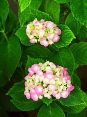 ピンクの紫陽花