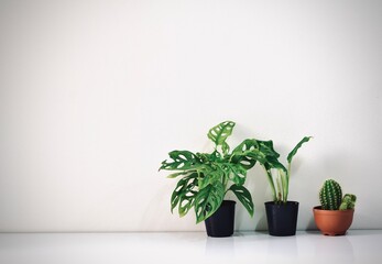 Mock up ,Interior with plants and plug on white table and white wall background.