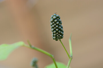 Piper sarmentosum flower