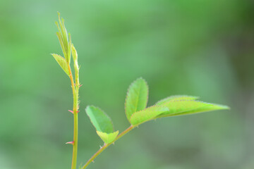 close up of green leaves