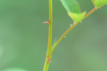 close up of green leaves