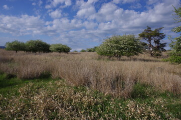 高原の雑木　広がる草むら　K3BP6496