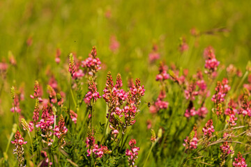 Obraz na płótnie Canvas nice purple wildflowers in a meadow in spring